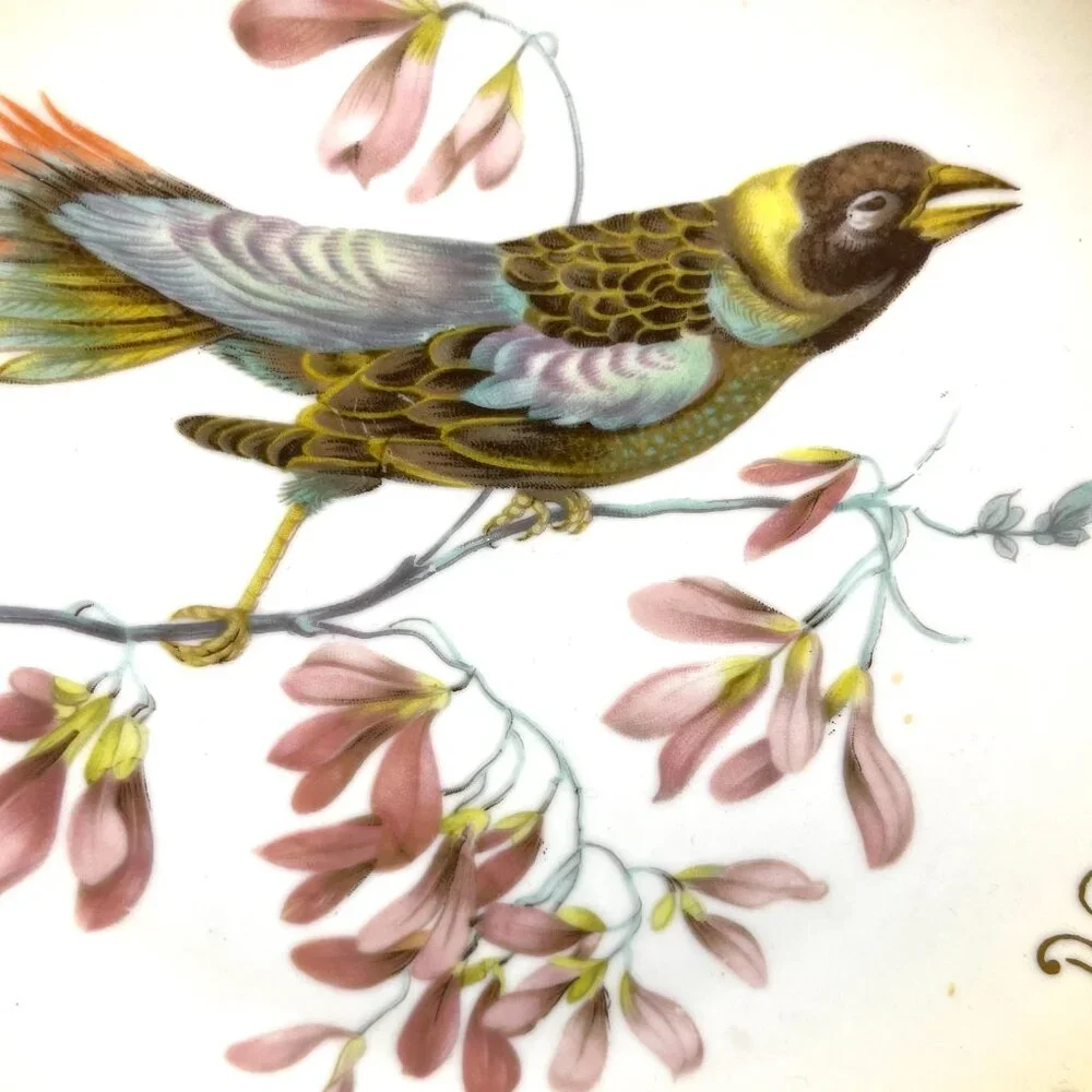 Set 2 Mitterteich Bavaria Germany 7.5" Decorative Bird Plates with Gold Accents - Picture 10 of 12
